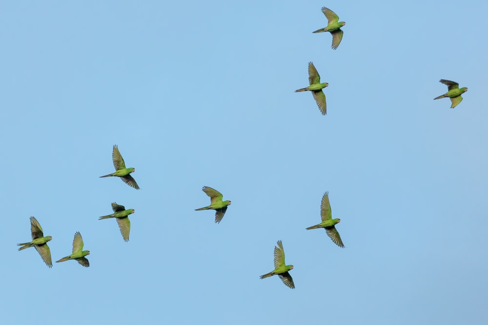 Schwarm gelber Vögel fliegen