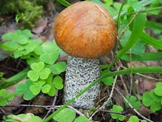 A mushroom with an orange-brown cap and a speckled stem is surrounded by lush green leaves and small clover plants. The ground is covered with bits of twigs and moss, creating a natural forest floor setting.