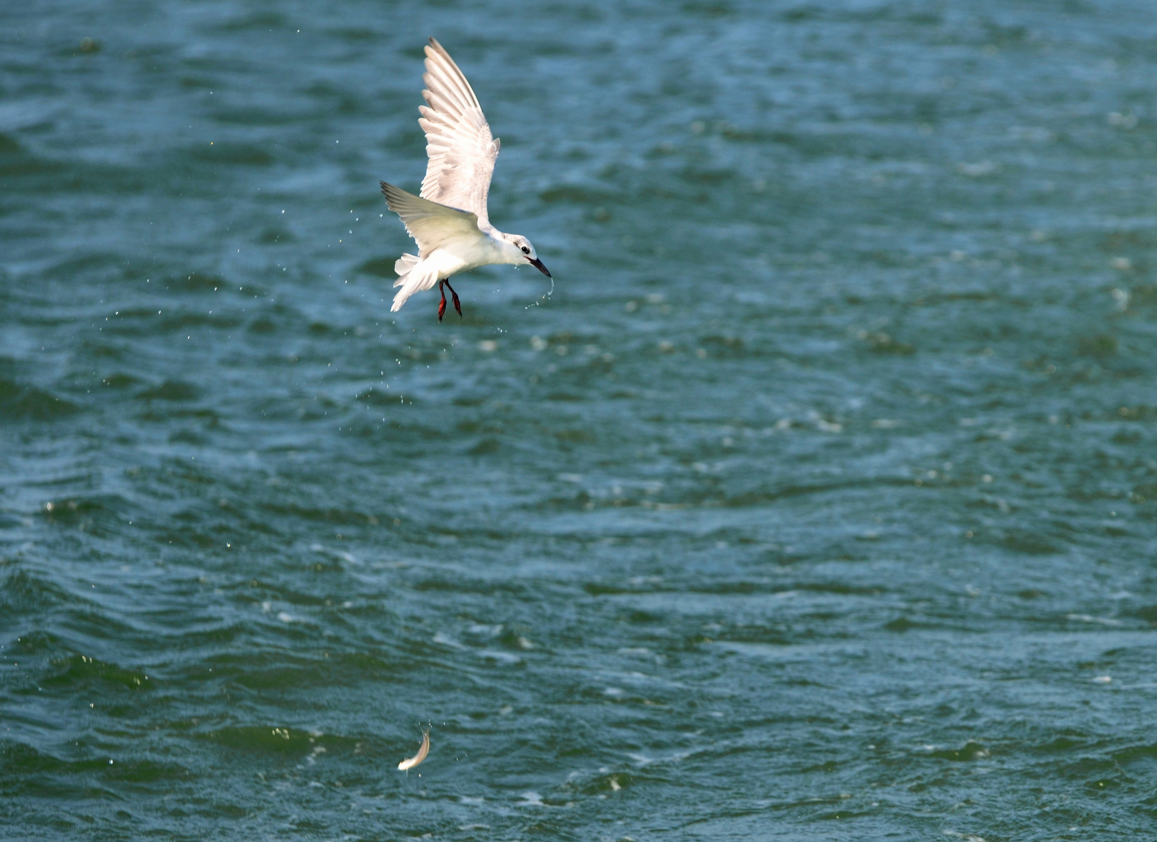 Free Unsplash photo from Ravi Bg