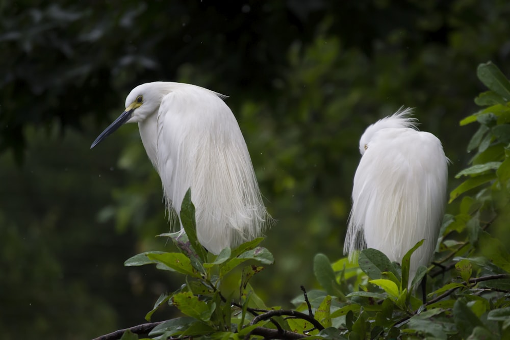 zwei weiße Vögel mit langem Schnabel