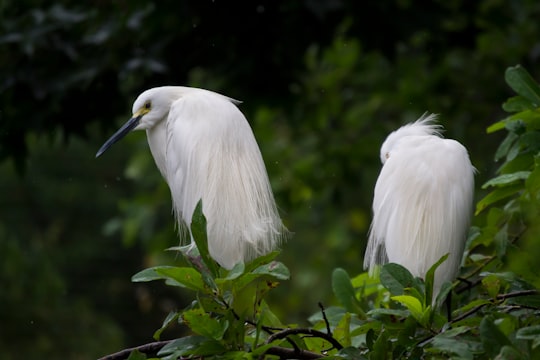 two white long beak birds in Virginia Living Museum United States