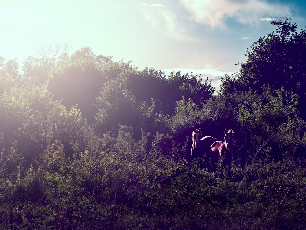 two brown horses near green leafed plants under blue sky