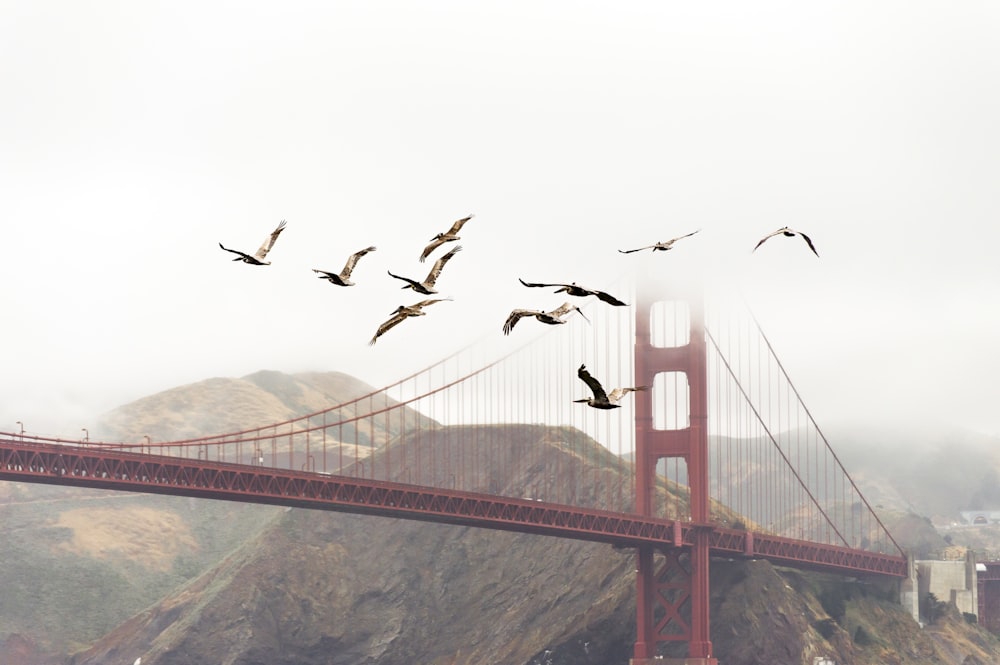 bridge near mountain