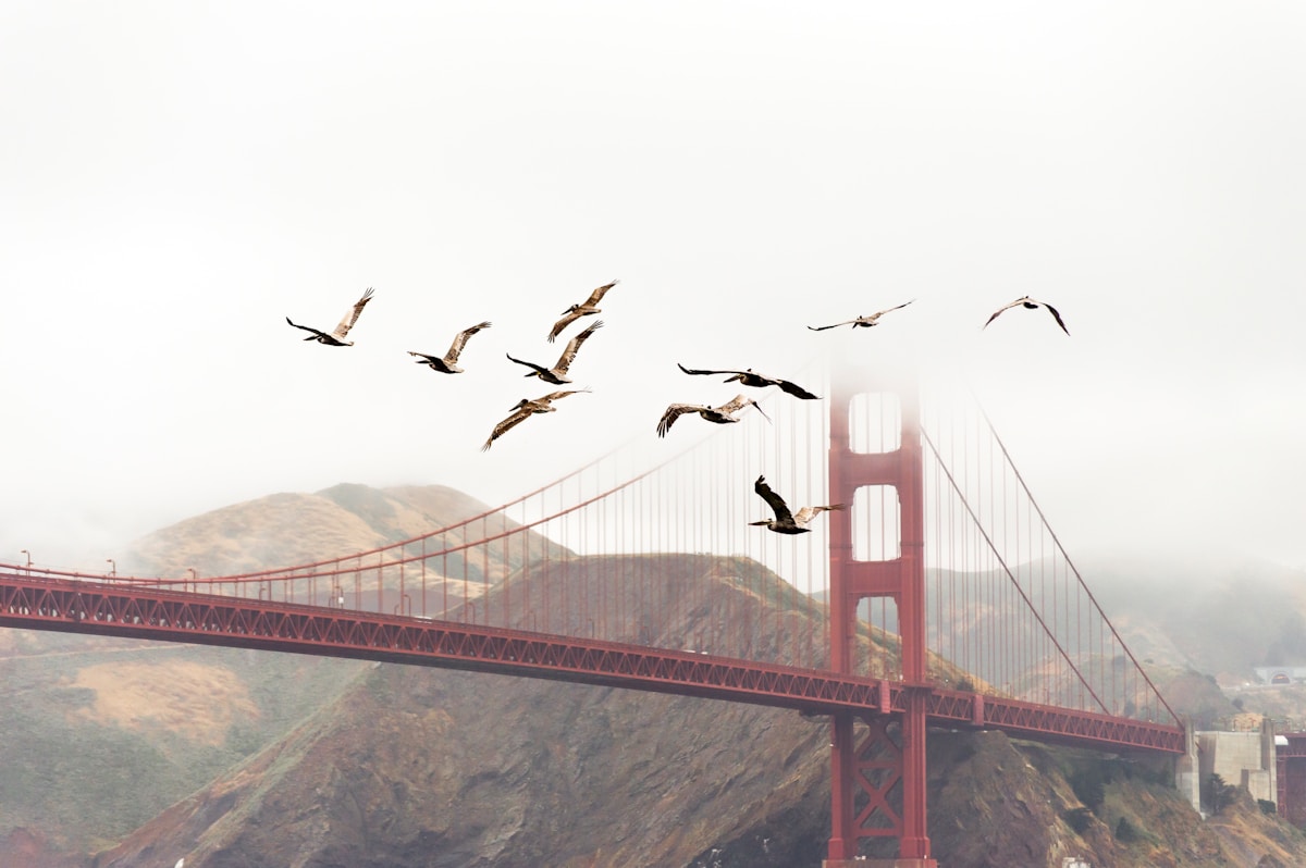 San Franciso Fog and Seagulls 
