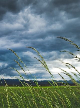 shallow focus photography of plants and blowing wind