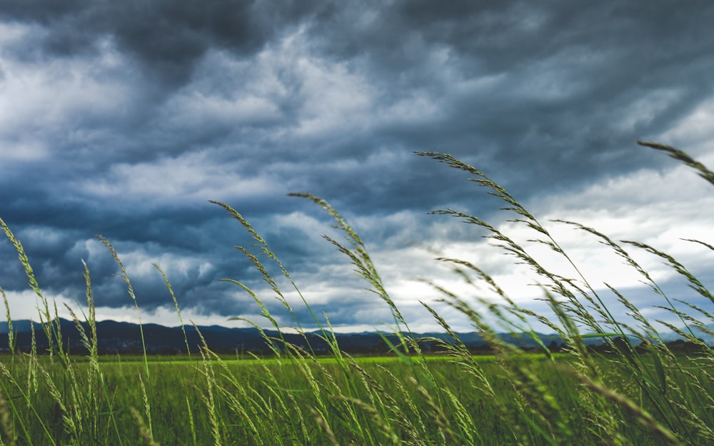 Flachfokusfotografie von Pflanzen und wehendem Wind