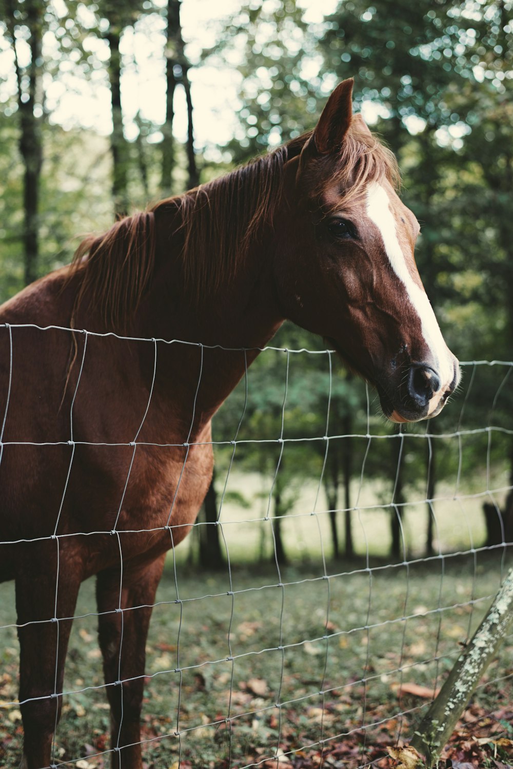cavalo marrom perto da grelha de aço inoxidável durante o dia