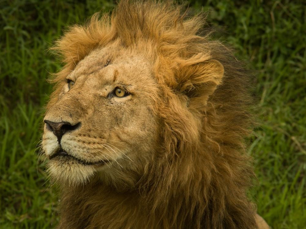 closeup photo of adult lion