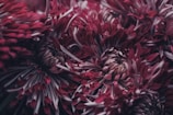 Close-up of vibrant chrysanthemums blooming in a Tenancingo greenhouse.