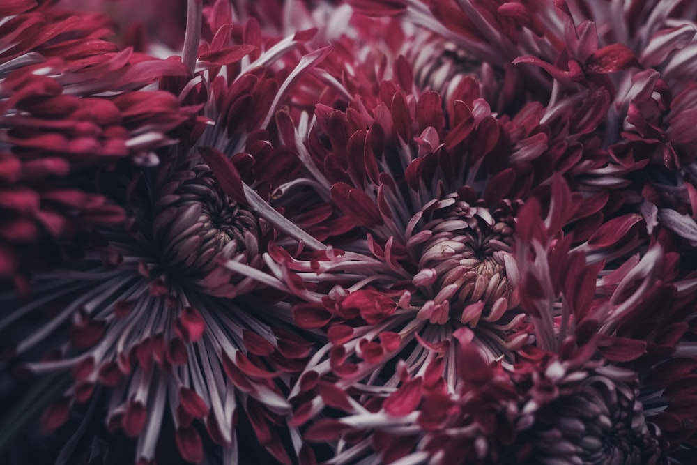 selective focus photography of red petaled flowers