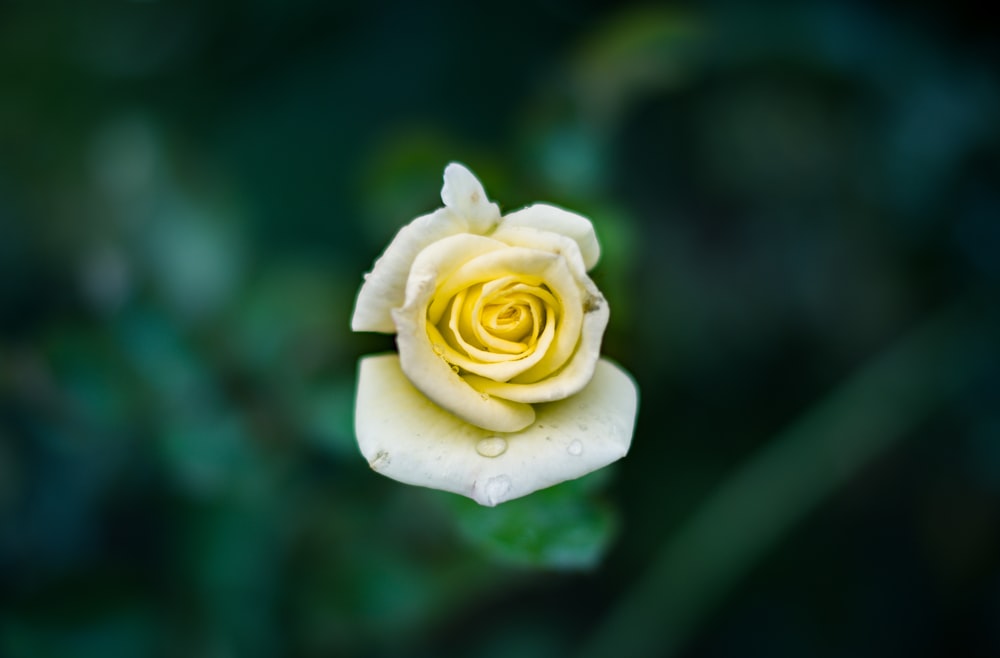 fotografia a fuoco superficiale di un fiore giallo