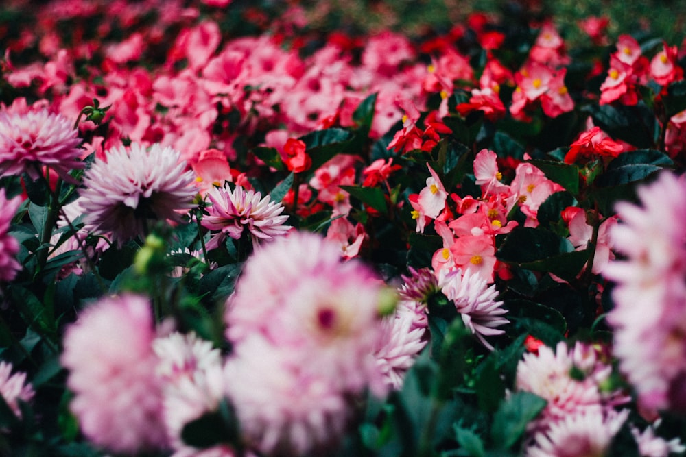 red-and-pink flower field at daytime