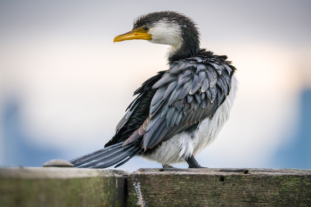 schwarz-weißer Vogel