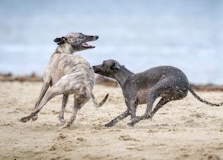 black and gray dog on brown sands