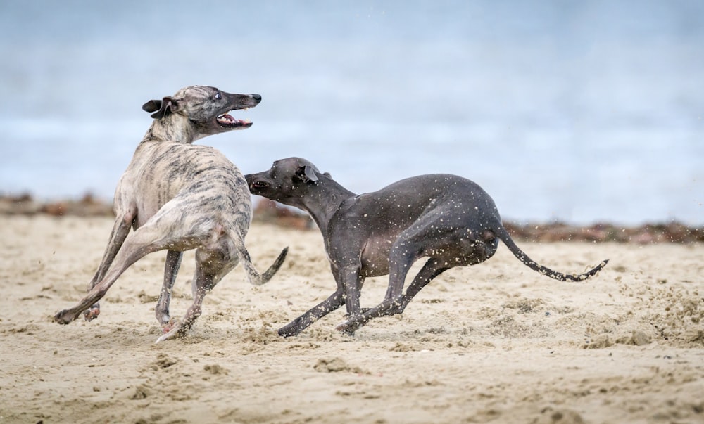 茶色の砂浜の上の黒と灰色の犬