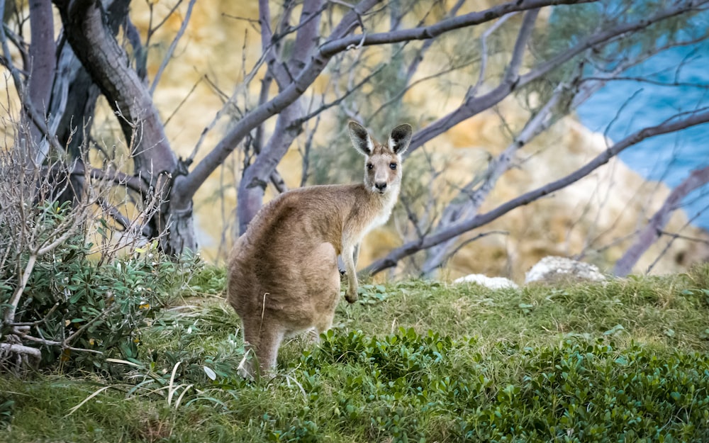 Canguro marrón en campo verde