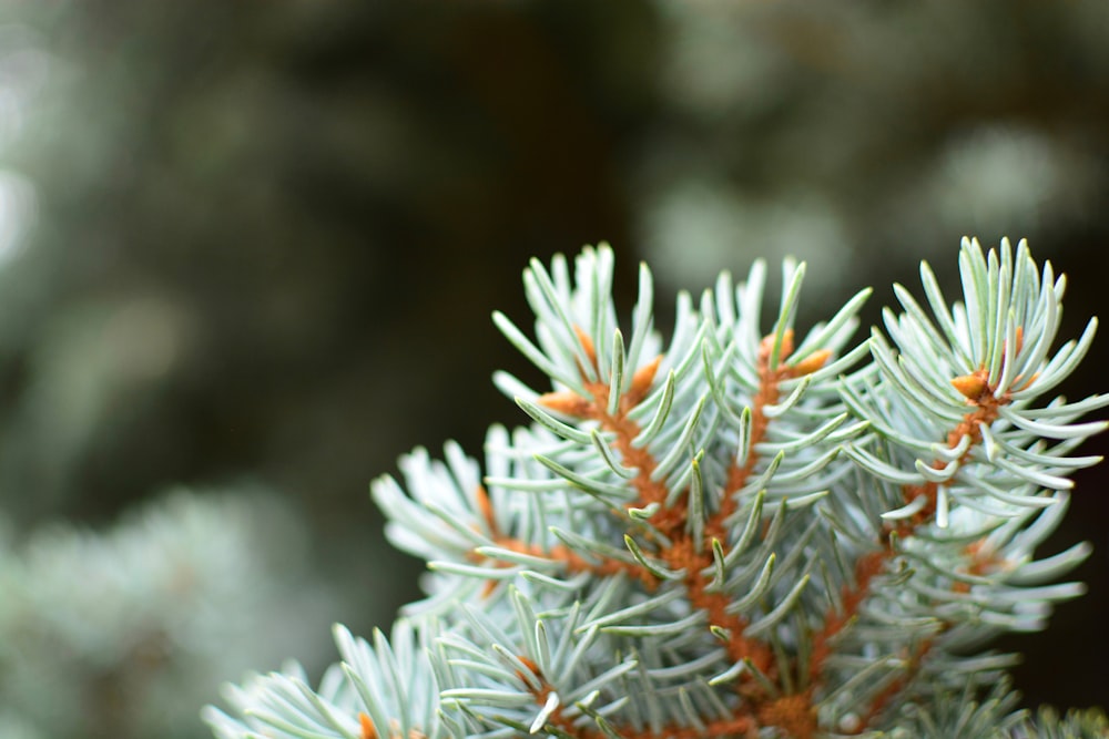 Photo mise au point d’une plante à feuilles vertes