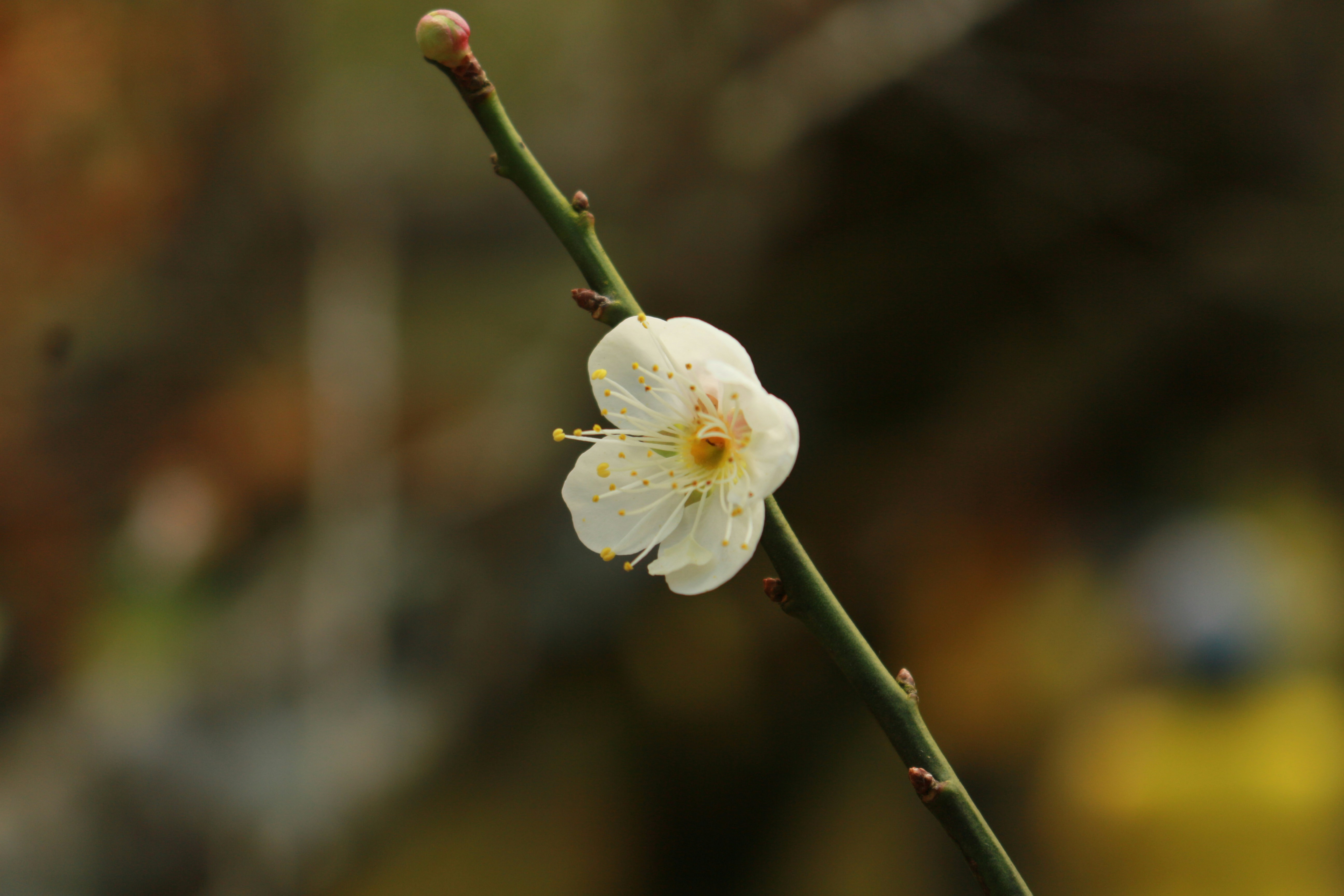 Free Unsplash photo from Kitti Namkorn