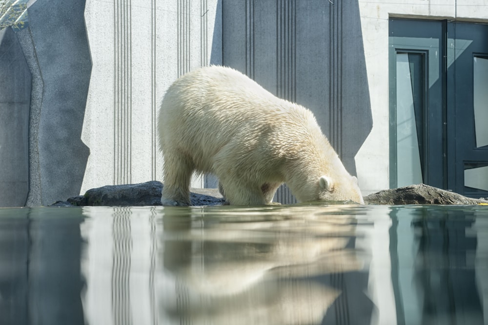 Urso polar no corpo de água