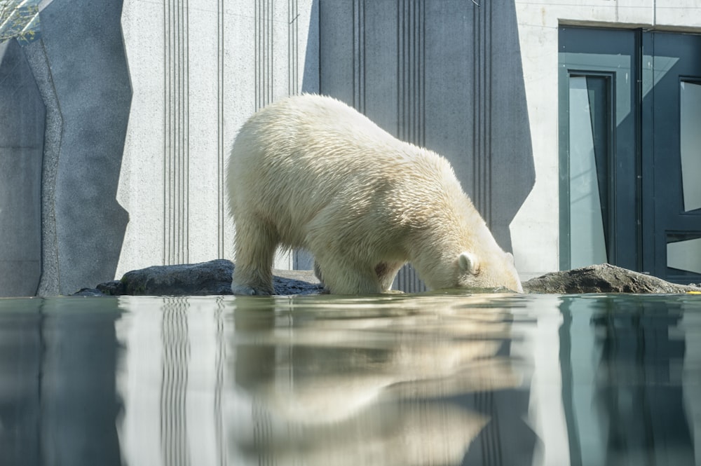 Eisbär auf Gewässer