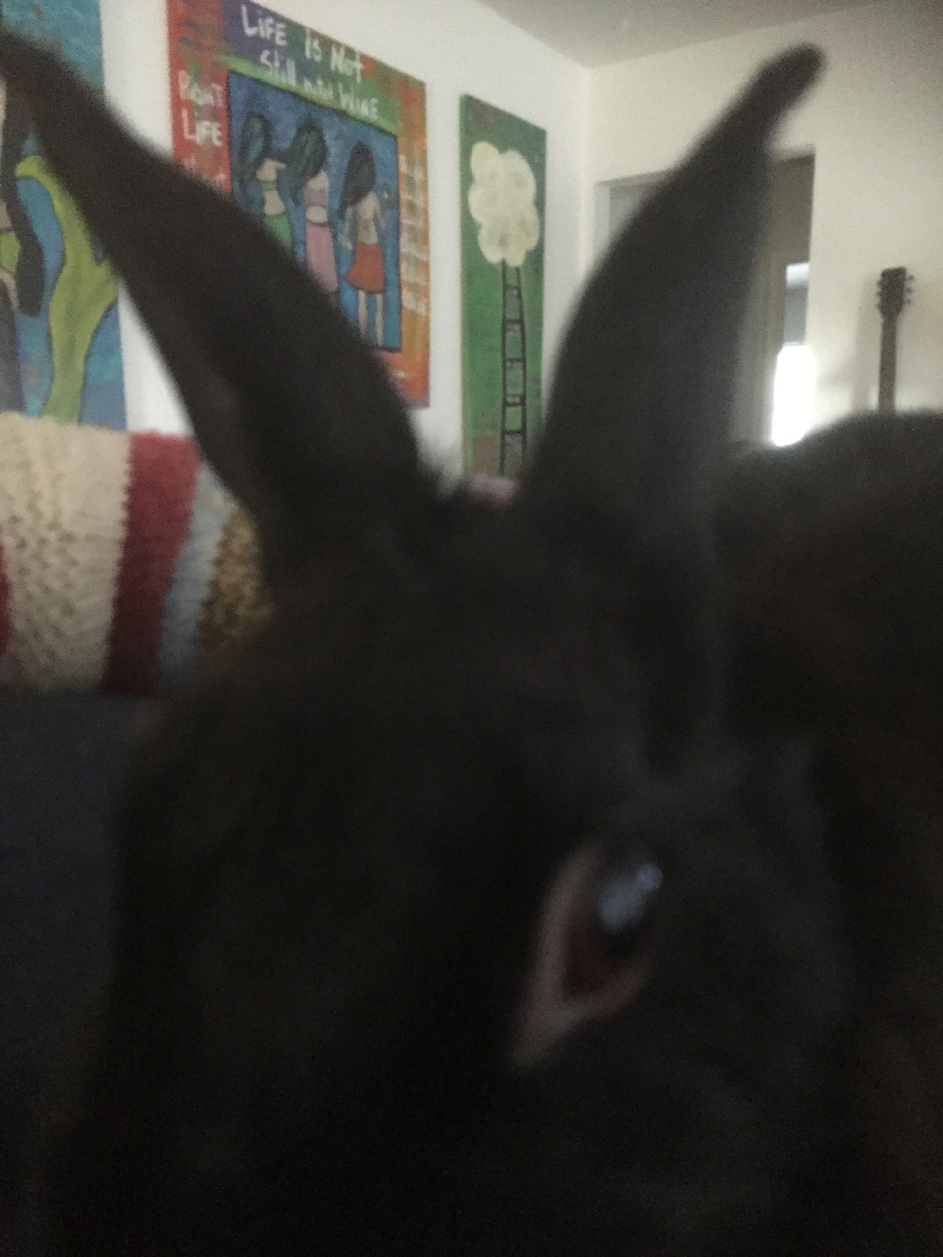 Close-up of El Conejo Malo in signature Bud Bunny style outfit, passionately singing with microphone in hand.