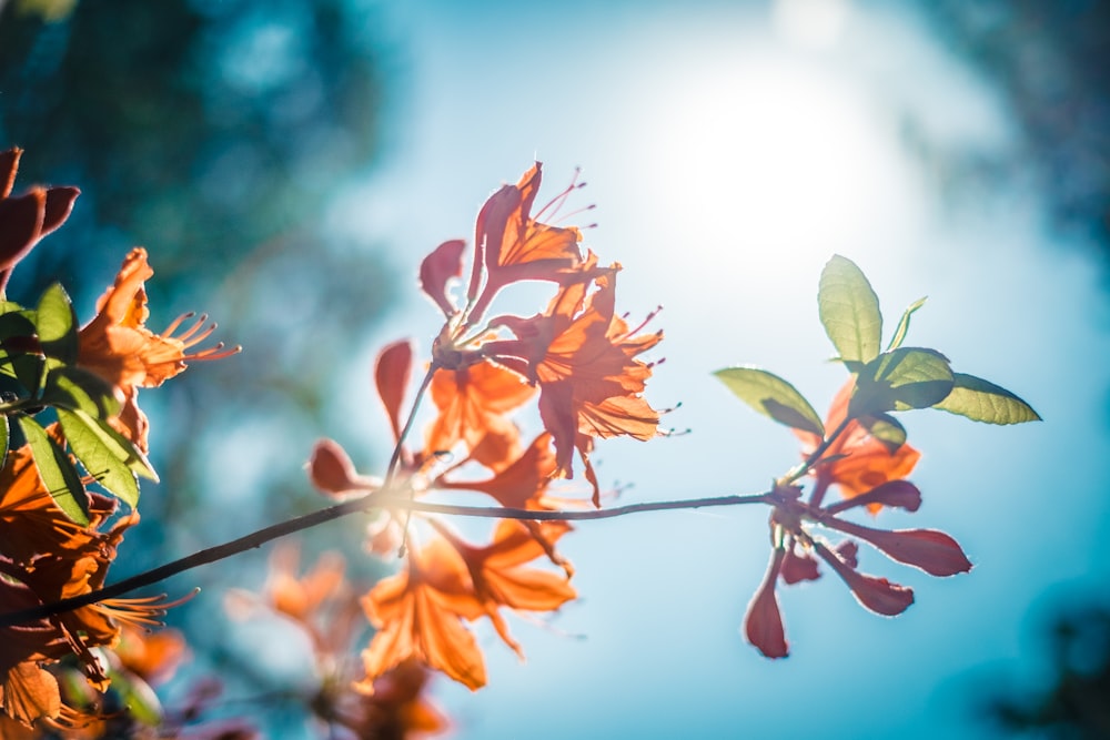 red flower splash art