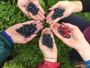 Five hands are gathered together, each holding blueberries and some also holding small red berries. The berries are round and vibrant, with the background consisting of green plants, creating a natural setting.
