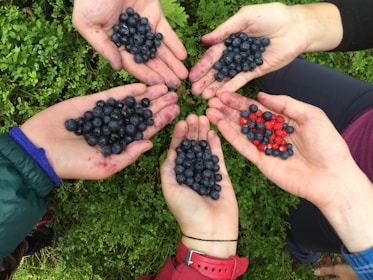 Five hands are gathered together, each holding blueberries and some also holding small red berries. The berries are round and vibrant, with the background consisting of green plants, creating a natural setting.