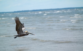 Hilton Head Beach