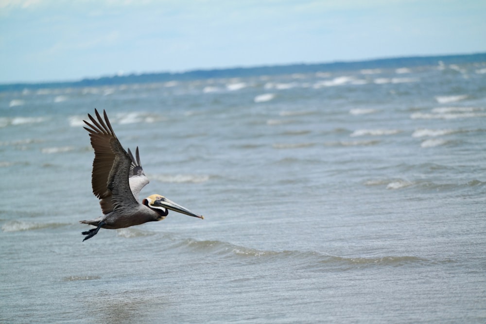 pelican flying above water