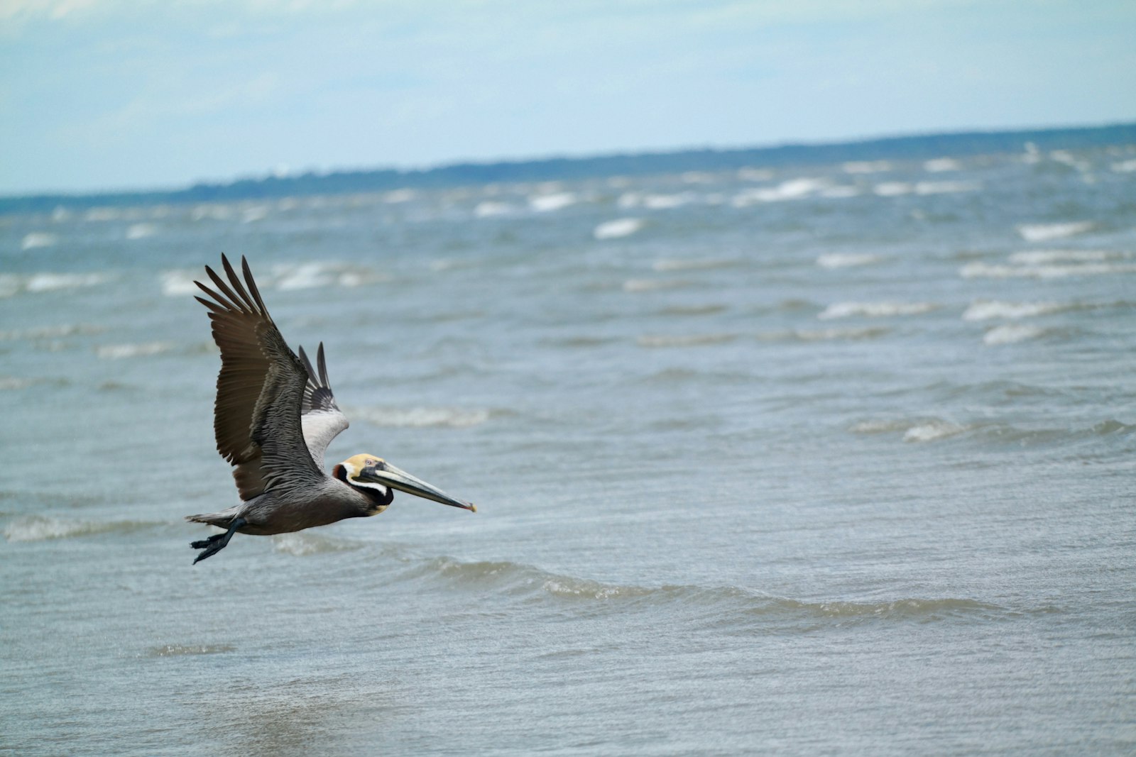 Samsung NX30 sample photo. Pelican flying above water photography