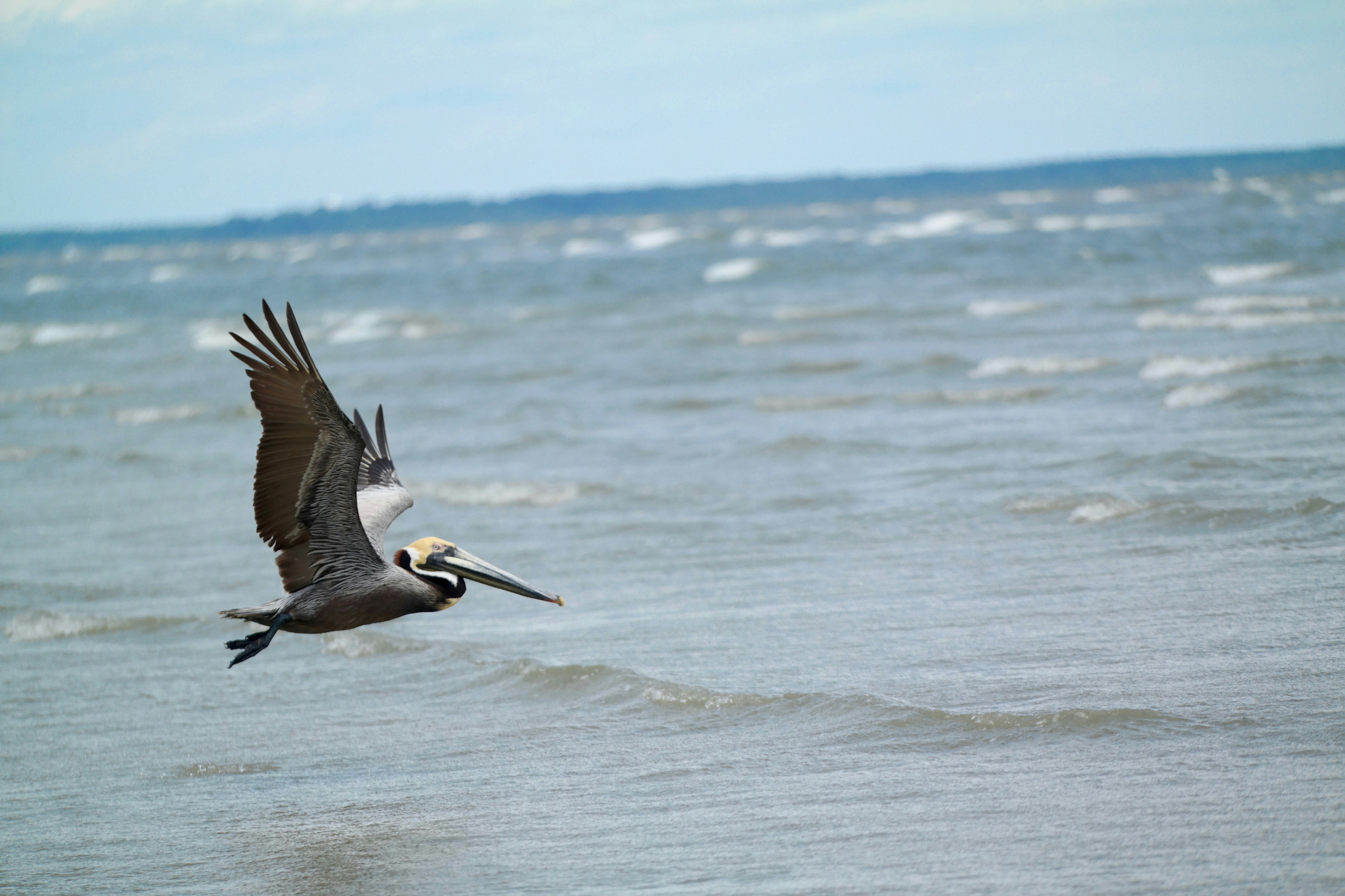 Unusual Encounter: Pelican Tries to Eat Capybara