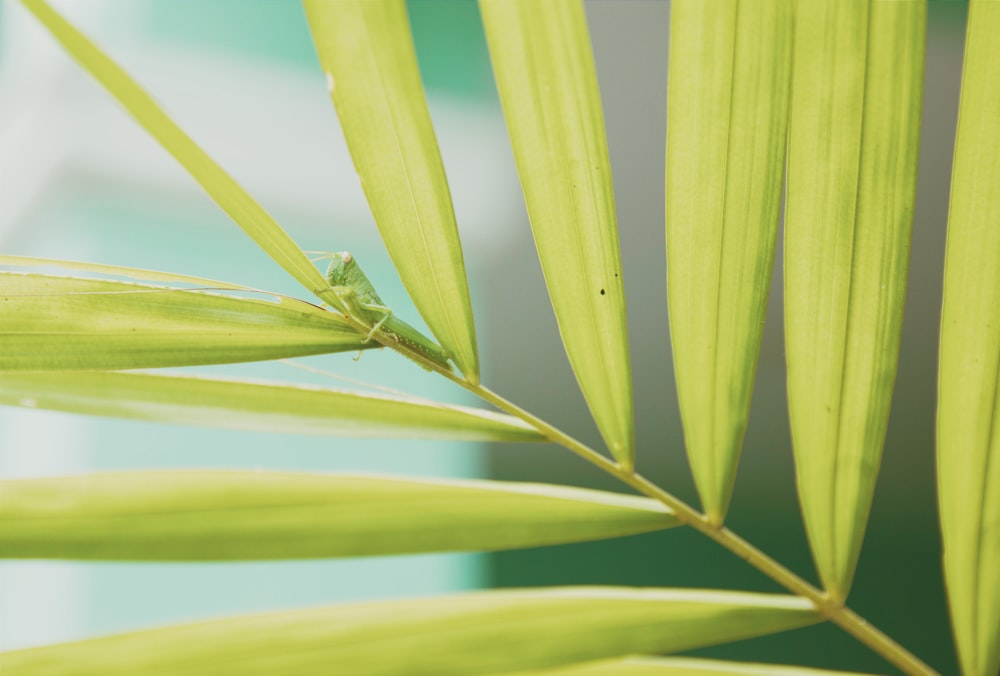 green grasshopper on green leaf plant