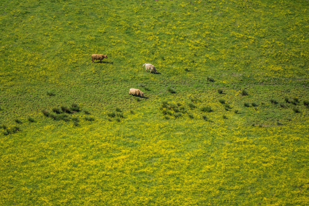 photo of Stirling Plain near George Square