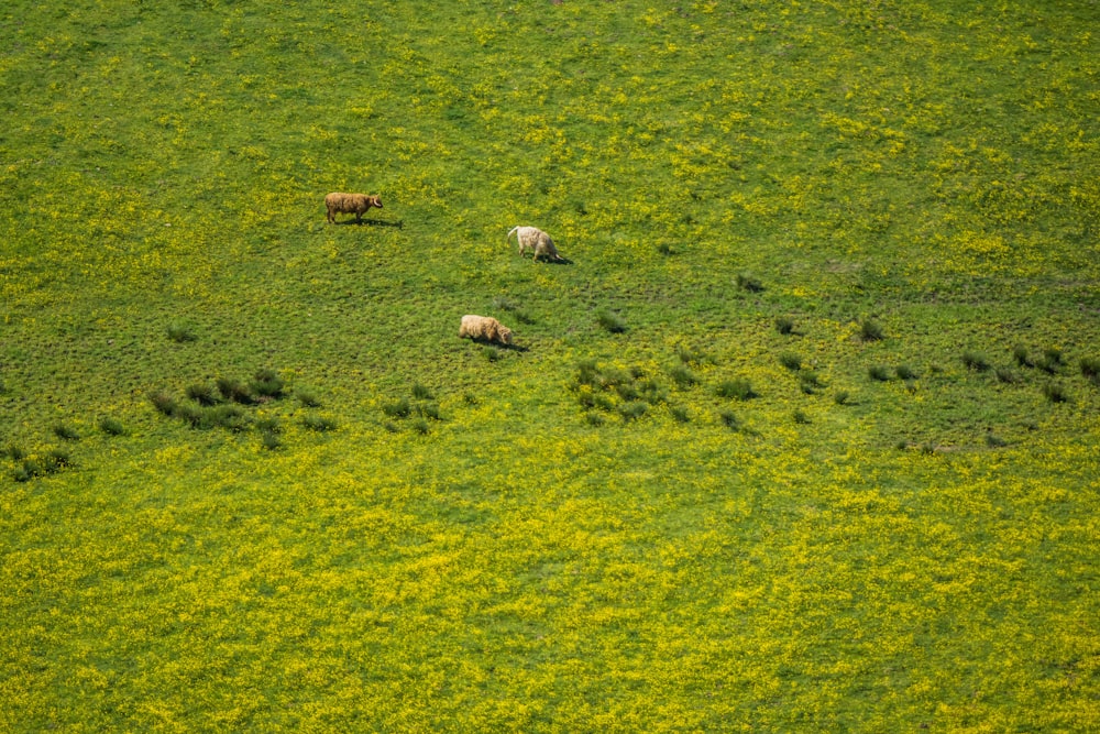 bird's eye photography of green grass field