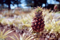 A close-up of a single pineapple fruit growing in a field, surrounded by blurred foliage in the background. The pineapple has a textured, spiky surface and is a mix of reddish-brown and green tones. Sunlight casts shadows, giving the image a natural and earthy feel.
