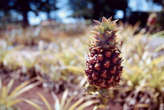A close-up of a single pineapple fruit growing in a field, surrounded by blurred foliage in the background. The pineapple has a textured, spiky surface and is a mix of reddish-brown and green tones. Sunlight casts shadows, giving the image a natural and earthy feel.