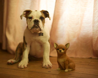 A calm Cane Corso and an energetic Chihuahua sitting side by side in a cozy living room surrounded by dog toys and grooming tools.