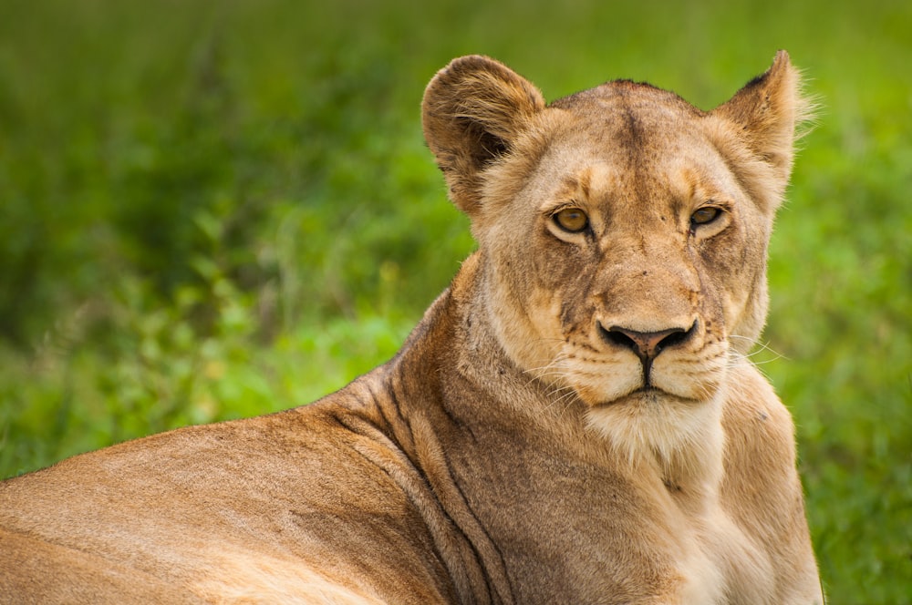 lioness on grass