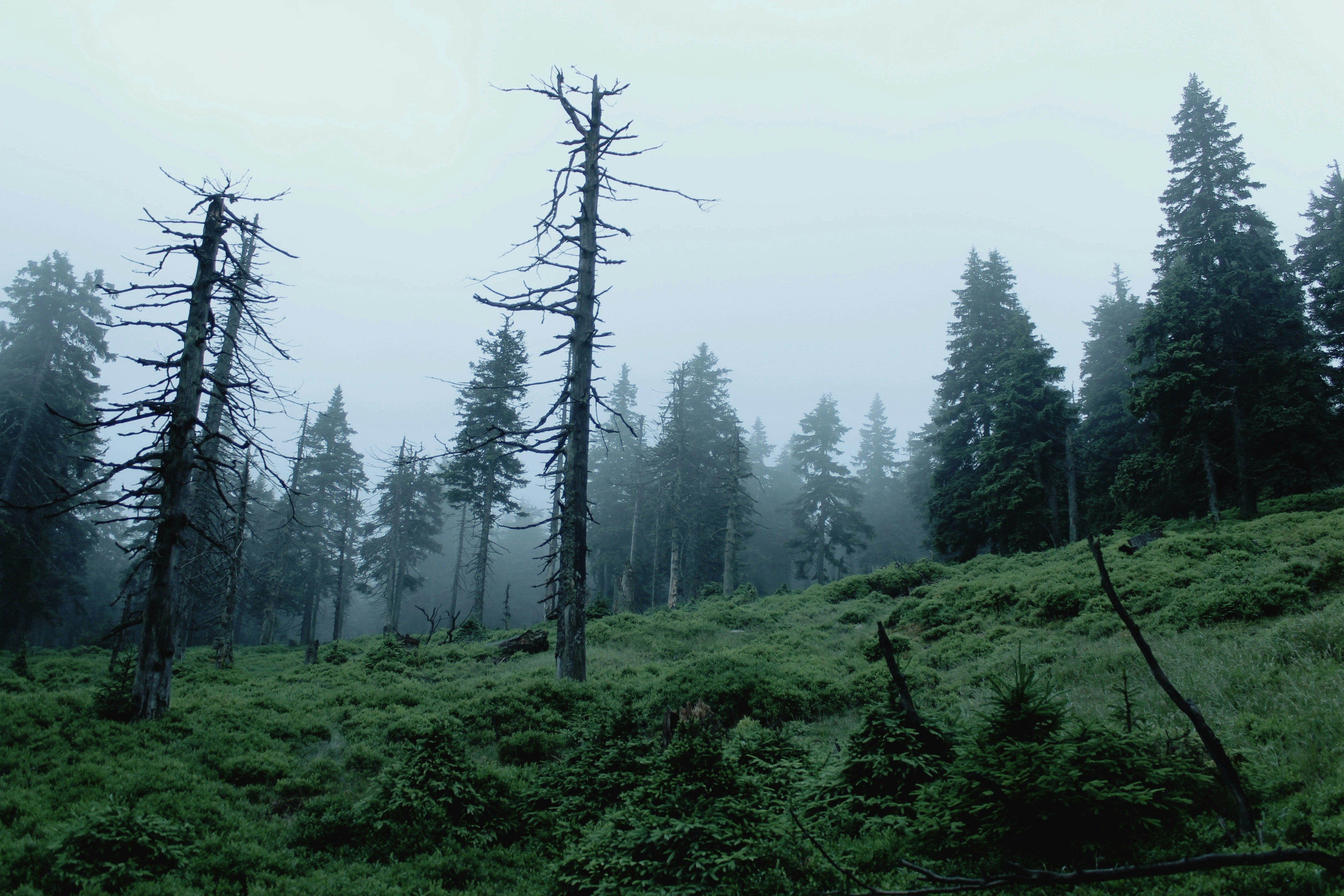 Free Unsplash photo from Davis Mitchell