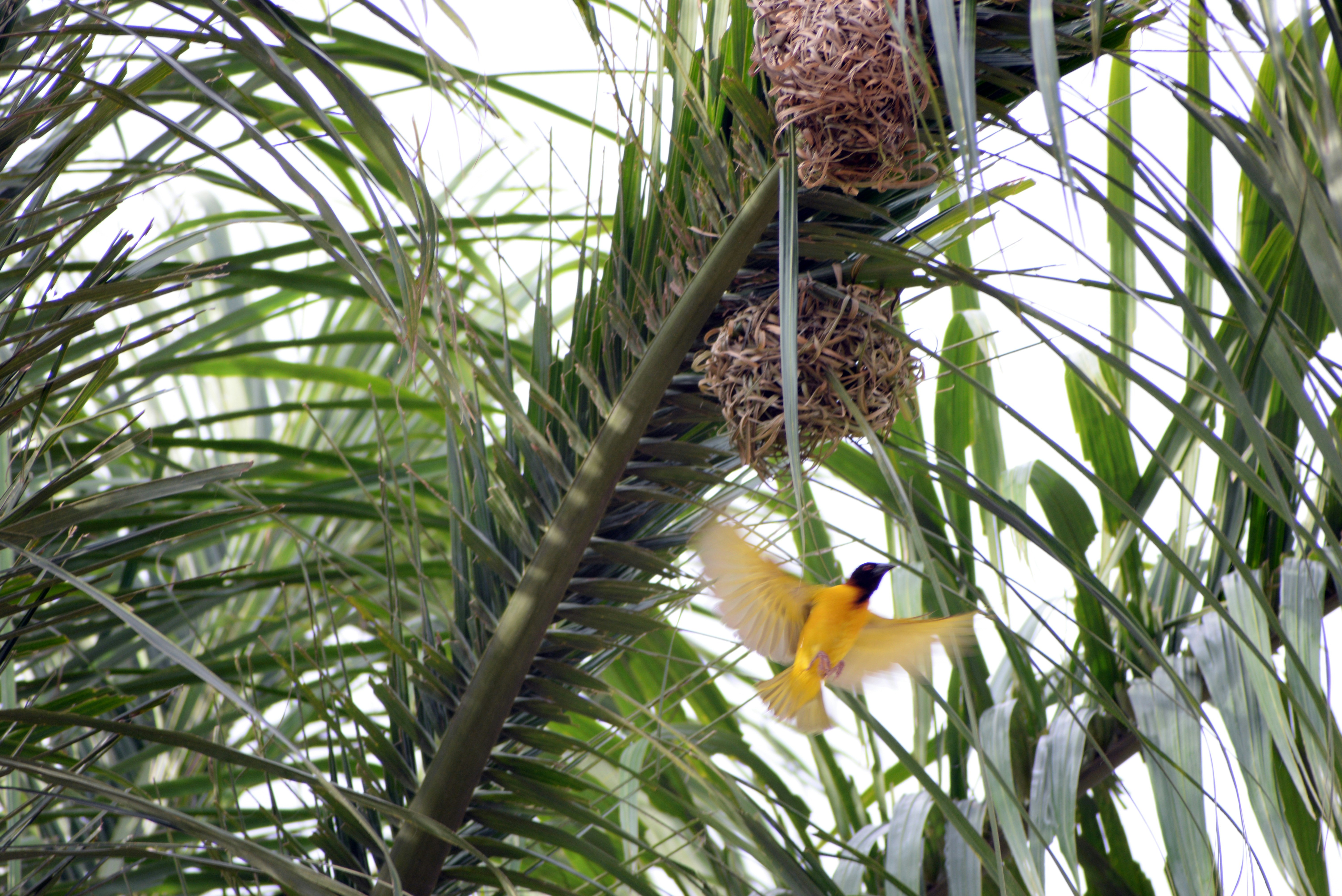 Free Unsplash photo from Babatunde Ologe