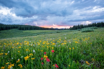 aerial photography of flowers at daytime wildflower teams background