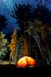 glowing orange tent in forest of tall trees during nigh time with stars in dark blue sky