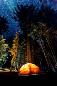 glowing orange tent in forest of tall trees during nigh time with stars in dark blue sky