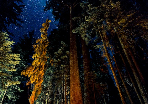 camping in forest during nightime