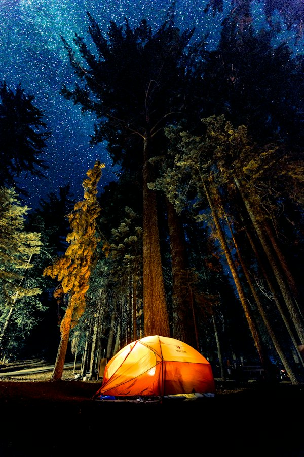 Vysoké stromy pod hvězdami
