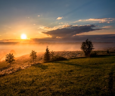 trees under cloudy sky during sunset