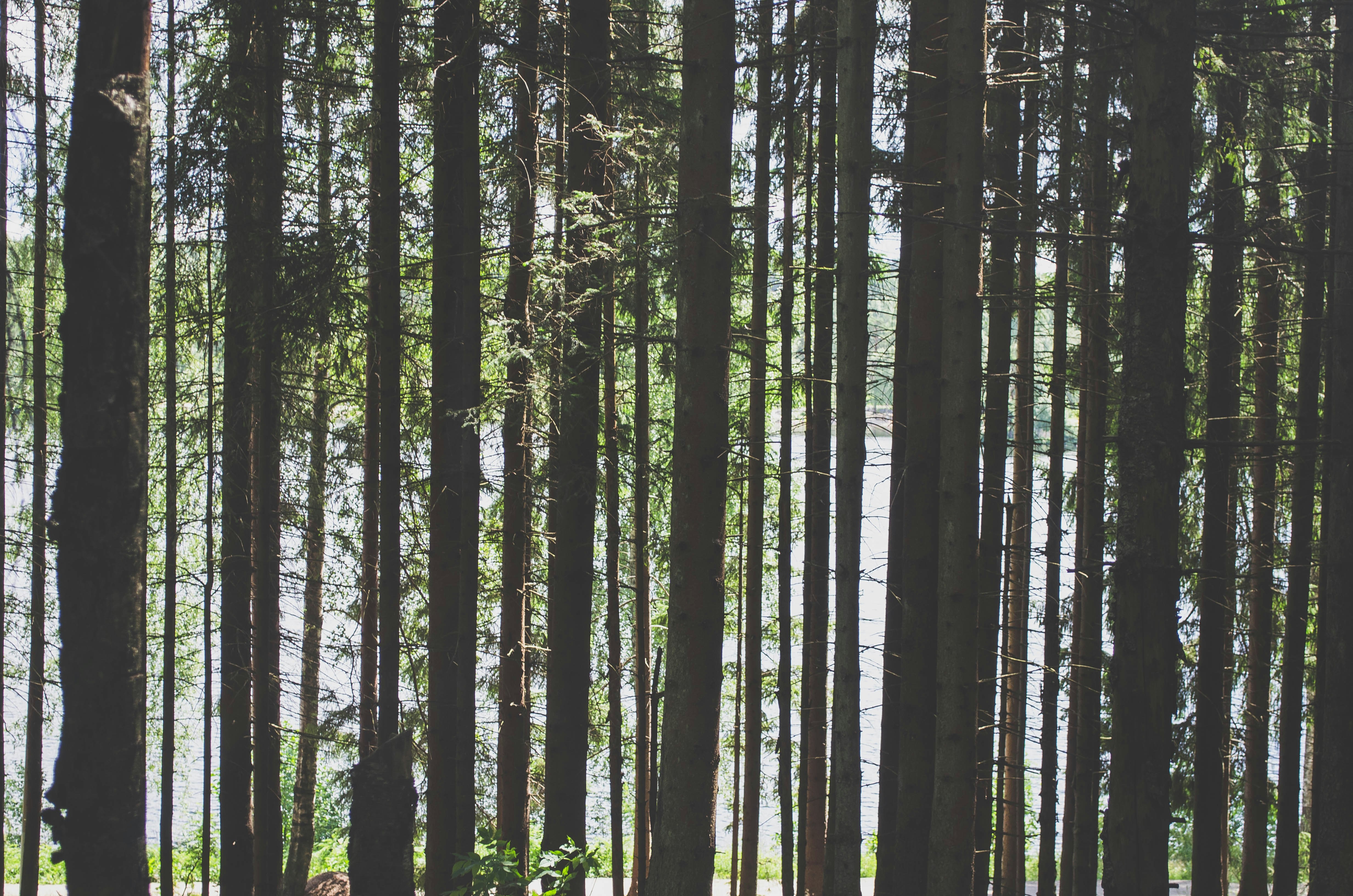 Free Unsplash photo from Jorge Mallo