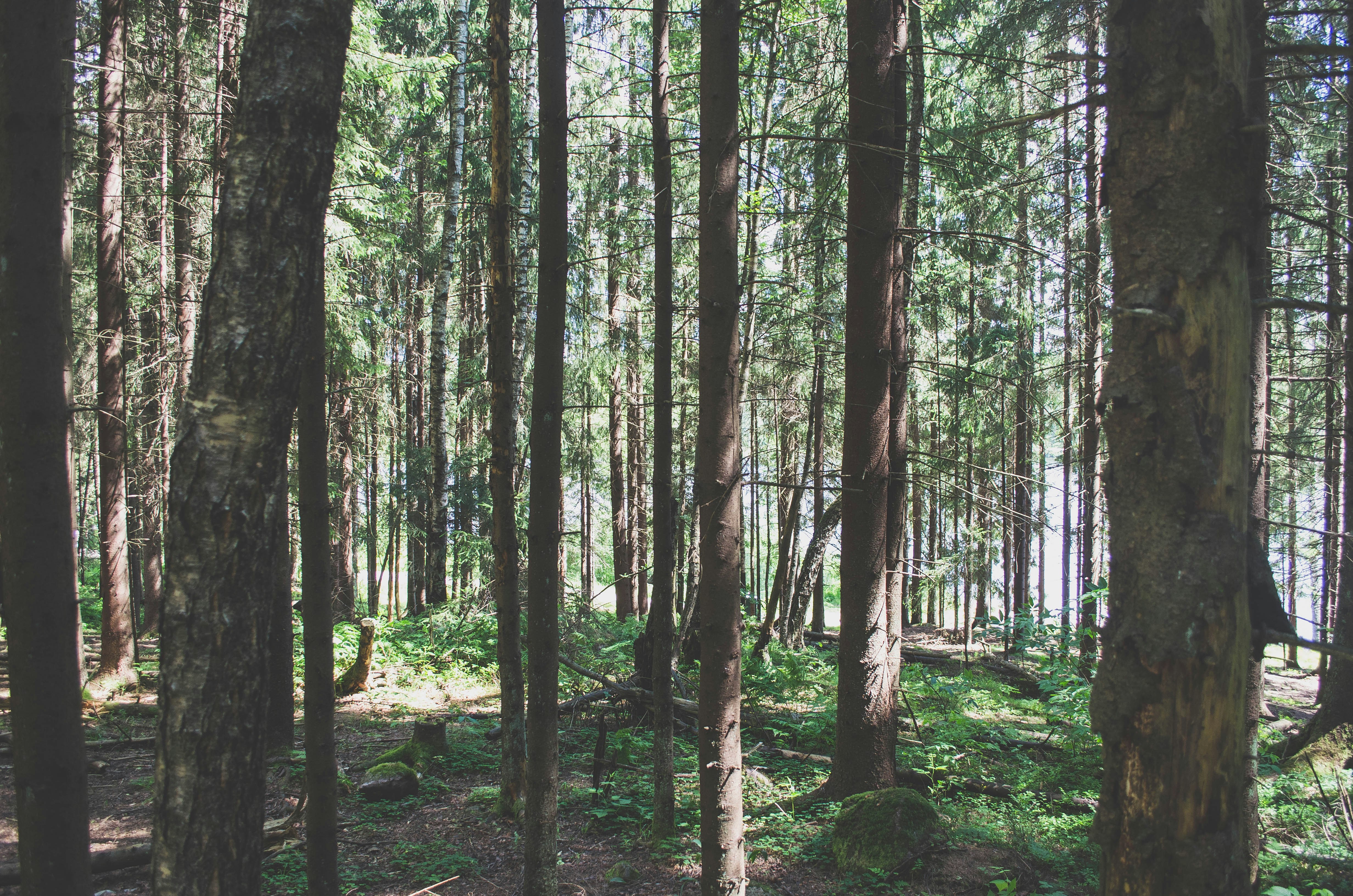 Free Unsplash photo from Jorge Mallo