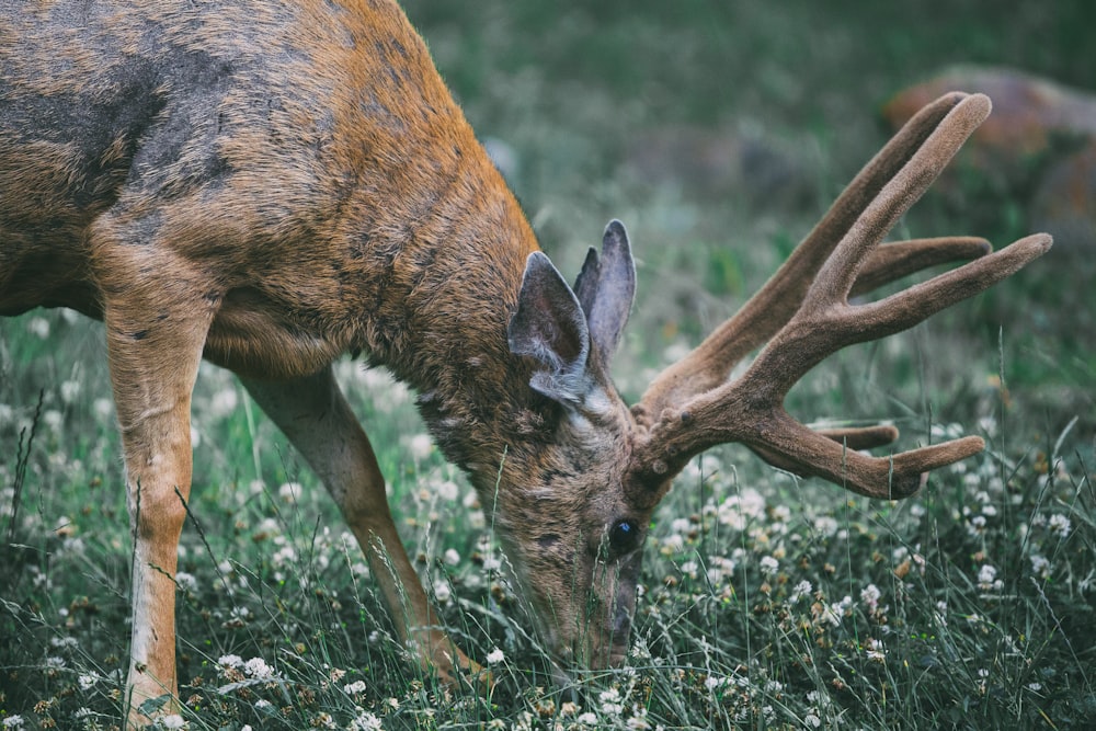 buck eating grass